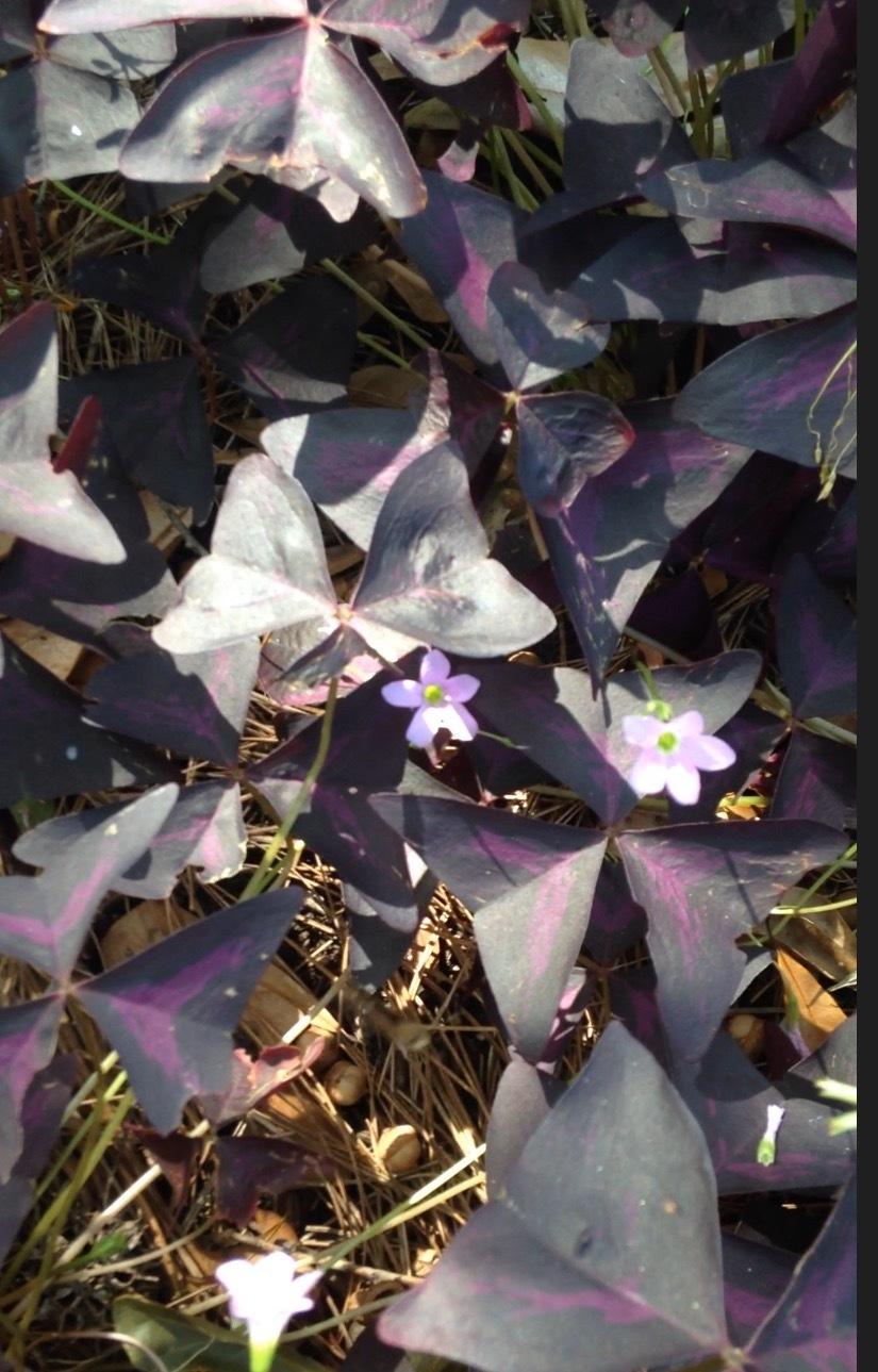 Photo of Purple Shamrock (Oxalis triangularis) uploaded by jkeeton7213
