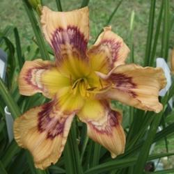 Location:  Photo Courtesy of Fred Manning, Daylily Place. 
Date: 2016-05-26
2018 Spring Introduction