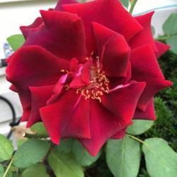 Location: Zone5b
Date: 2017-09-19
Old fashion fragrant red rose
