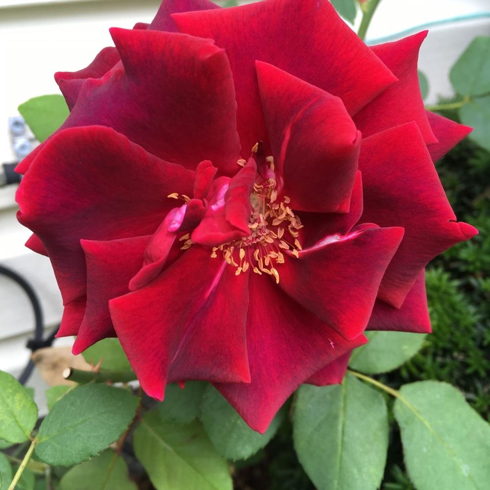 Photo of Roses (Rosa) uploaded by Samlav