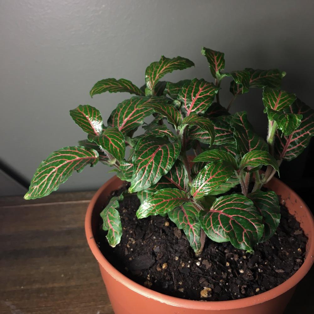 Photo of Mosaic Plant (Fittonia albivenis 'Black Star') uploaded by bholler