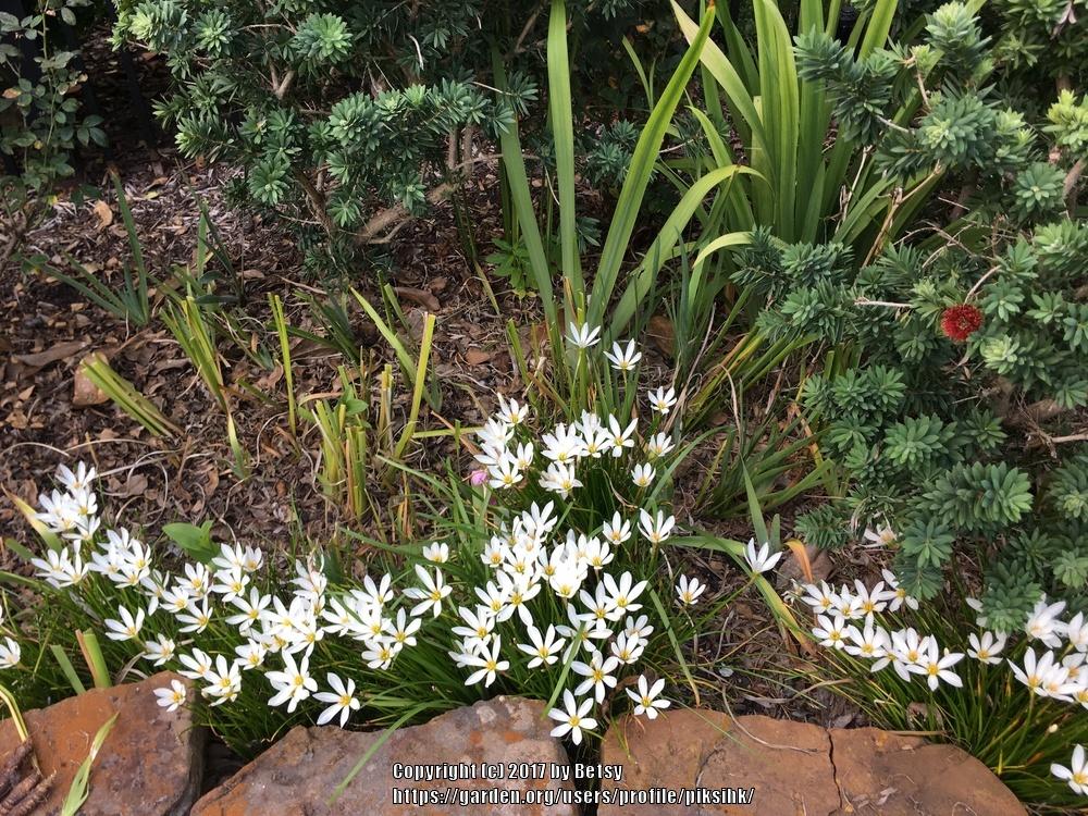Photo of Rain Lilies (Zephyranthes) uploaded by piksihk