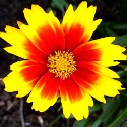 Location: My garden, central NJ, Zone 7A
Date: 2017-09-20
Coreopsis UpTick Gold & Bronze flower