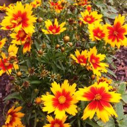 Location: My garden, central NJ, Zone 7A
Date: 2017-09-20
Coreopsis UpTick Gold & Bronze plant