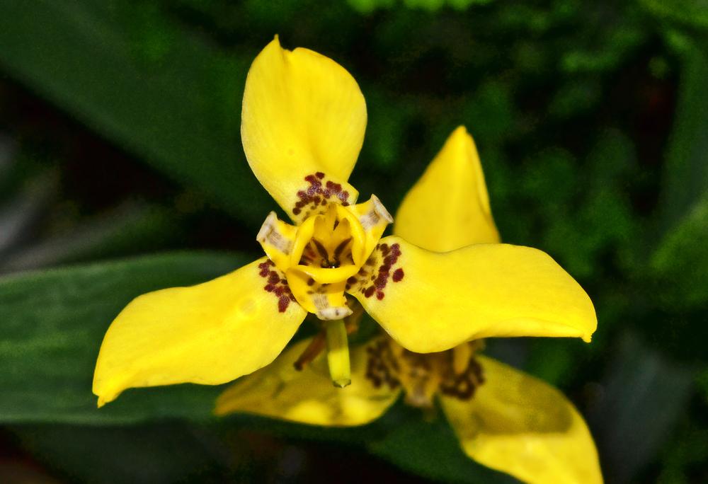 Photo of Yellow Walking Iris (Trimezia longifolia) uploaded by dawiz1753