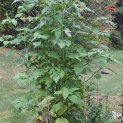 Location: Athol, MA
Date: 2017-09-20
This plant is now 7 feet tall! Will soon have blooms all over. Fo