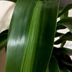 Location: Our apartment
Date: 2017-09-21
This is a detail of the leaf striations of this lovely plant.