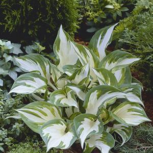 Photo of Hosta 'Fire and Ice' uploaded by Lalambchop1