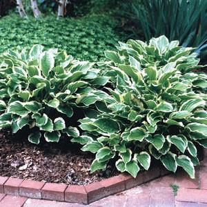 Photo of Hosta 'So Sweet' uploaded by Lalambchop1
