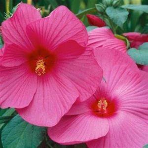 Photo of Hybrid Hardy Hibiscus (Hibiscus Luna™ Rose) uploaded by Lalambchop1