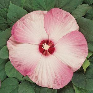 Photo of Hybrid Hardy Hibiscus (Hibiscus Luna™ Pink Swirl) uploaded by Lalambchop1