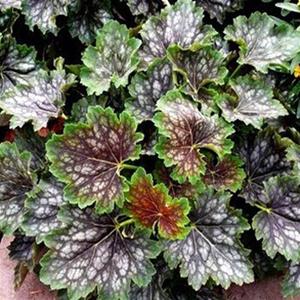 Photo of Coral Bells (Heuchera 'Marvelous Marble') uploaded by Lalambchop1