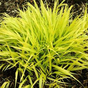 Photo of Japanese Forest Grass (Hakonechloa macra 'All Gold') uploaded by Lalambchop1