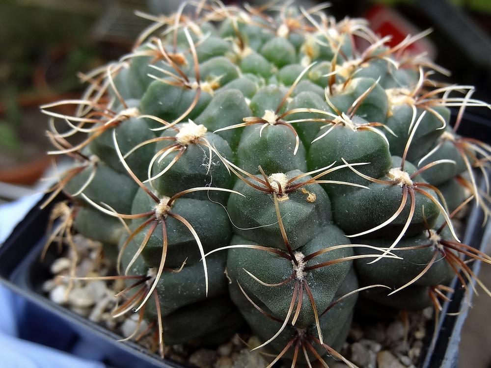 Photo of Dwarf Chin Cactus (Gymnocalycium baldianum) uploaded by Orsola