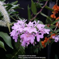Location: Melbourne Orchid Spectacular, Victoria, Australia
Date: 2017-08-26
Part of the Orchid Species Society of Victoria display.