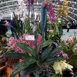 Location: Melbourne Orchid Spectacular, Victoria, Australia
Date: 2017-08-26
Part of the Orchid Carousel display.