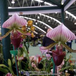 Location: Melbourne Orchid Spectacular, Victoria, Australia
Date: 2017-08-26
Part of the Orchid Carousel display.