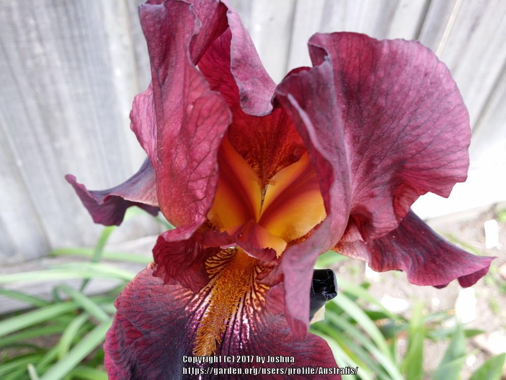 Photo of Tall Bearded Iris (Iris 'Hell's Fire') uploaded by Australis