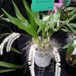 Location: Melbourne Orchid Spectacular, Victoria, Australia
Date: 2017-08-26
Part of the Gippsland Orchid Club display.