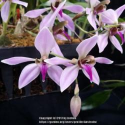 Location: Melbourne Orchid Spectacular, Victoria, Australia
Date: 2017-08-26
Part of the Orchid Species Society of Victoria display.
