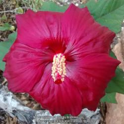 Location: Van Buren, MO
Date: 2017-09-22
First flower after purchase, and last Hibiscus this year.