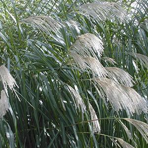 Photo of Giant Chinese Silver Grass (Miscanthus x giganteus) uploaded by Lalambchop1