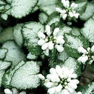 Photo of Spotted Deadnettle (Lamium maculatum 'White Nancy') uploaded by Lalambchop1