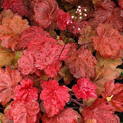 Photo of Coral Bells (Heuchera 'Autumn Leaves') uploaded by Lalambchop1