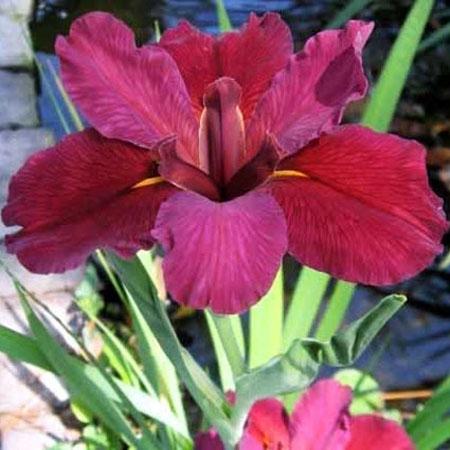 Photo of Louisiana Iris (Iris 'Red Velvet Elvis') uploaded by Lalambchop1