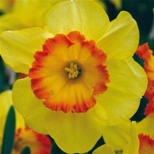 Photo of Large-Cupped Daffodil (Narcissus 'Delibes') uploaded by Lalambchop1
