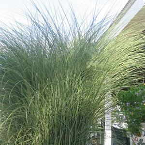 Photo of Maiden Grass (Miscanthus sinensis 'Morning Light') uploaded by Lalambchop1