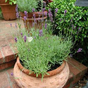 Photo of English Lavender (Lavandula angustifolia 'Hidcote') uploaded by Lalambchop1