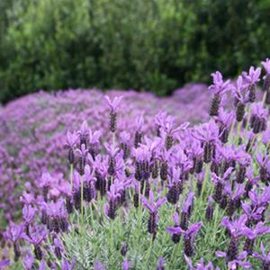 Photo of Spanish Lavender (US) (Lavandula stoechas 'Otto Quast') uploaded by Lalambchop1