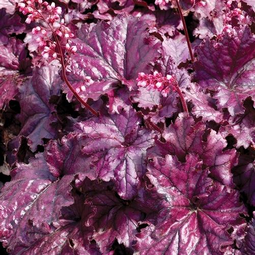 Photo of Coral Bells (Heuchera Forever® Purple) uploaded by Lalambchop1