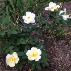 Location: My garden, Pequea, Pennsylvania 17565
Date: 2017-09-22
Gift from Perfect Plants (via Raffle That Is Not a Raffle)