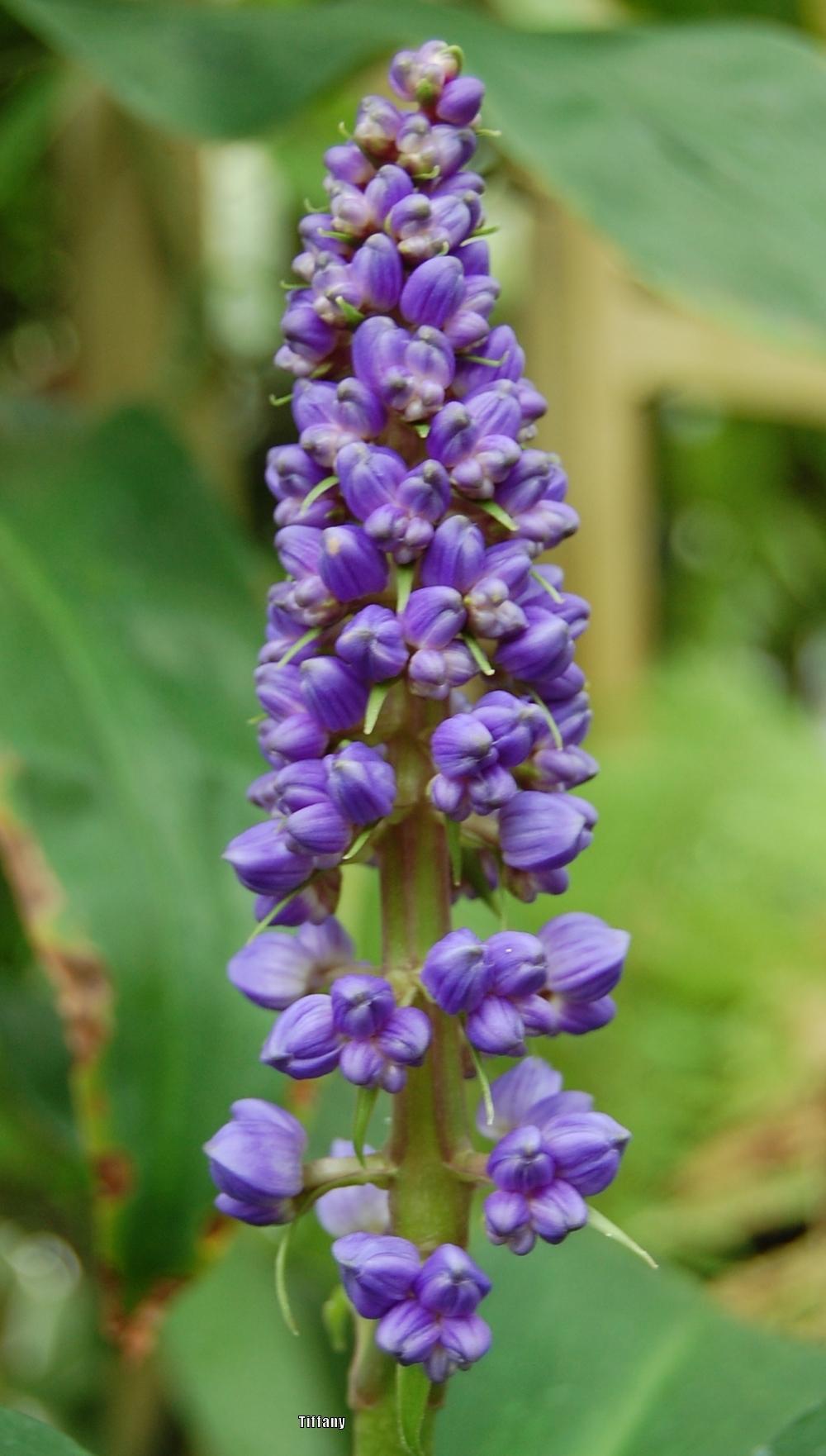 Photo of Blue Ginger (Dichorisandra thyrsiflora) uploaded by purpleinopp
