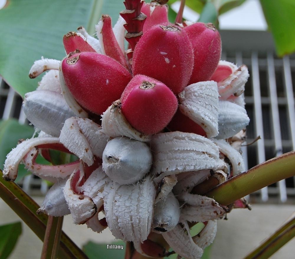 Photo of Pink Fruiting Banana (Musa velutina) uploaded by purpleinopp
