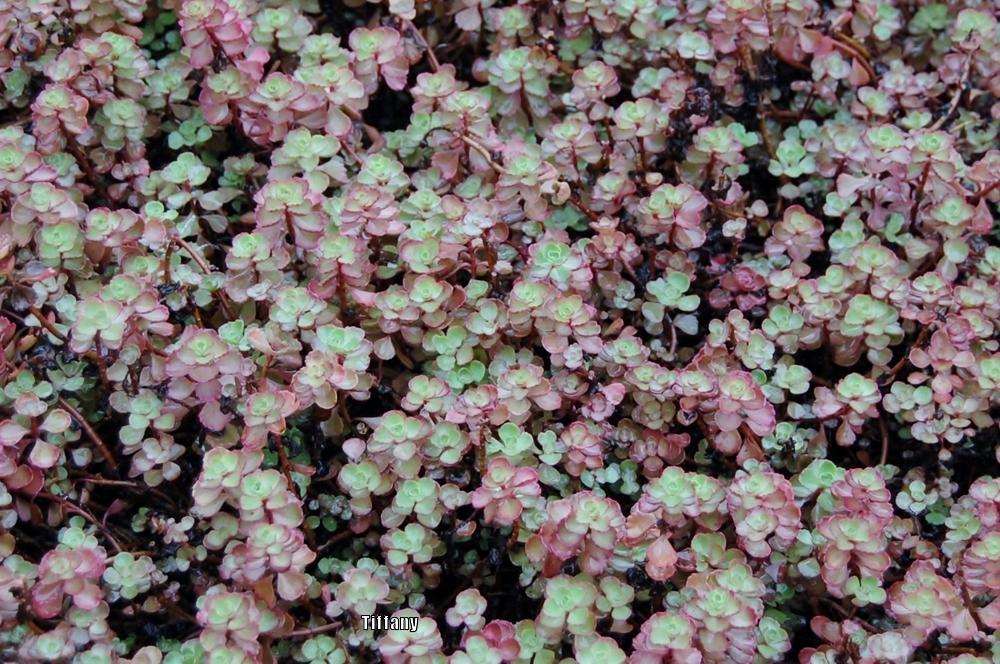 Photo of Two-Row Stonecrop (Phedimus spurius 'Schorbuser Blut') uploaded by purpleinopp