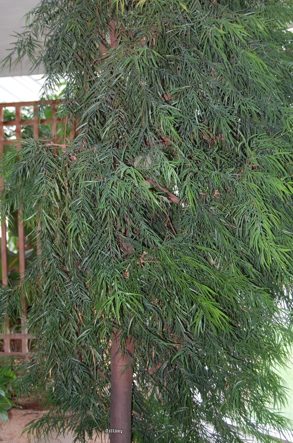 Photo of Weeping Podocarpus (Afrocarpus gracilior) uploaded by purpleinopp