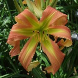 Location:  Photo Courtesy of Fred Manning, Daylily Place. 
Date: 2016-06-08
Pod and pollen fertile