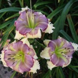 Location:  Photo Courtesy of Fred Manning, Daylily Place. 
Date: 2017-07-15
Pod and pollen fertile