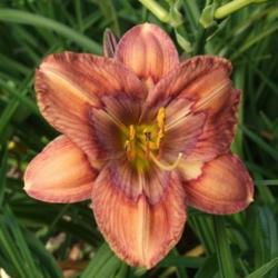 Location:  Photo Courtesy of Fred Manning, Daylily Place. 
Date: 2017-07-15
Pod and pollen fertile