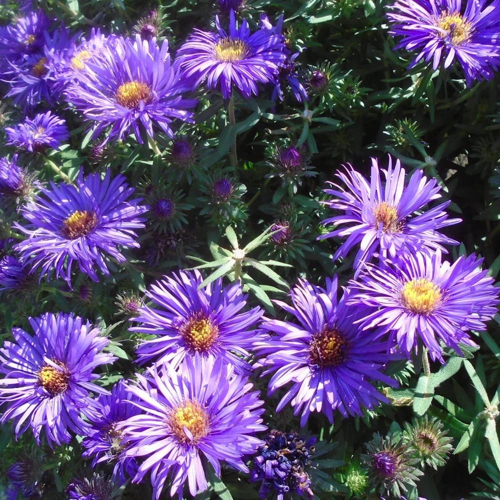 Photo of New England Aster (Symphyotrichum novae-angliae 'Purple Dome') uploaded by stilldew