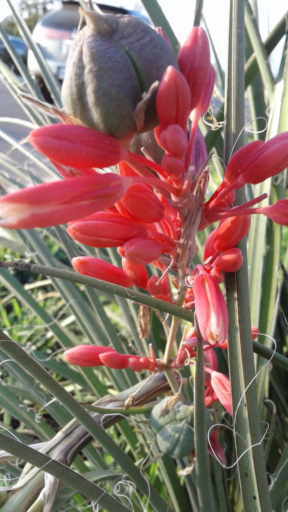 Photo of Red Yucca (Hesperaloe parviflora) uploaded by Arcadiaseeker