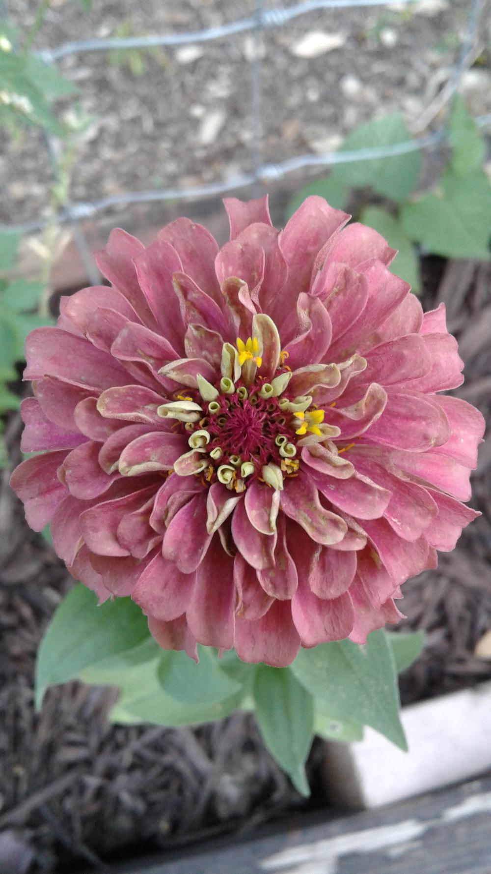 Photo of Zinnia (Zinnia elegans 'Queen Red Lime') uploaded by Arcadiaseeker