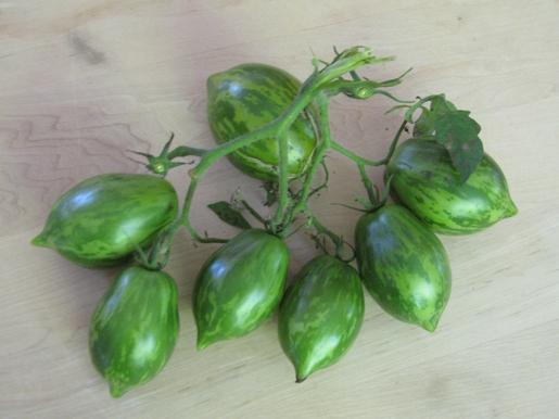 Photo of Tomato (Solanum lycopersicum 'Michael Pollan') uploaded by DonShirer
