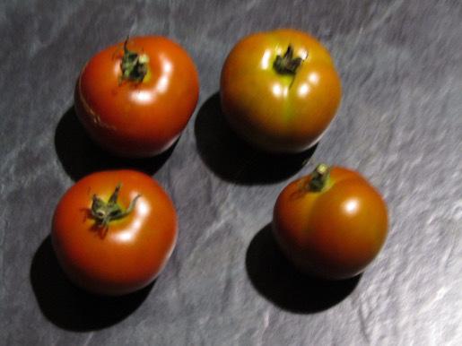 Photo of Tomato (Solanum lycopersicum 'Bundaberg Rumball') uploaded by DonShirer