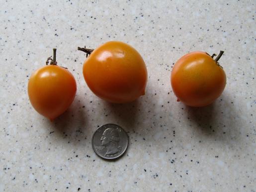 Photo of Tomato (Solanum lycopersicum 'Utyonok') uploaded by DonShirer