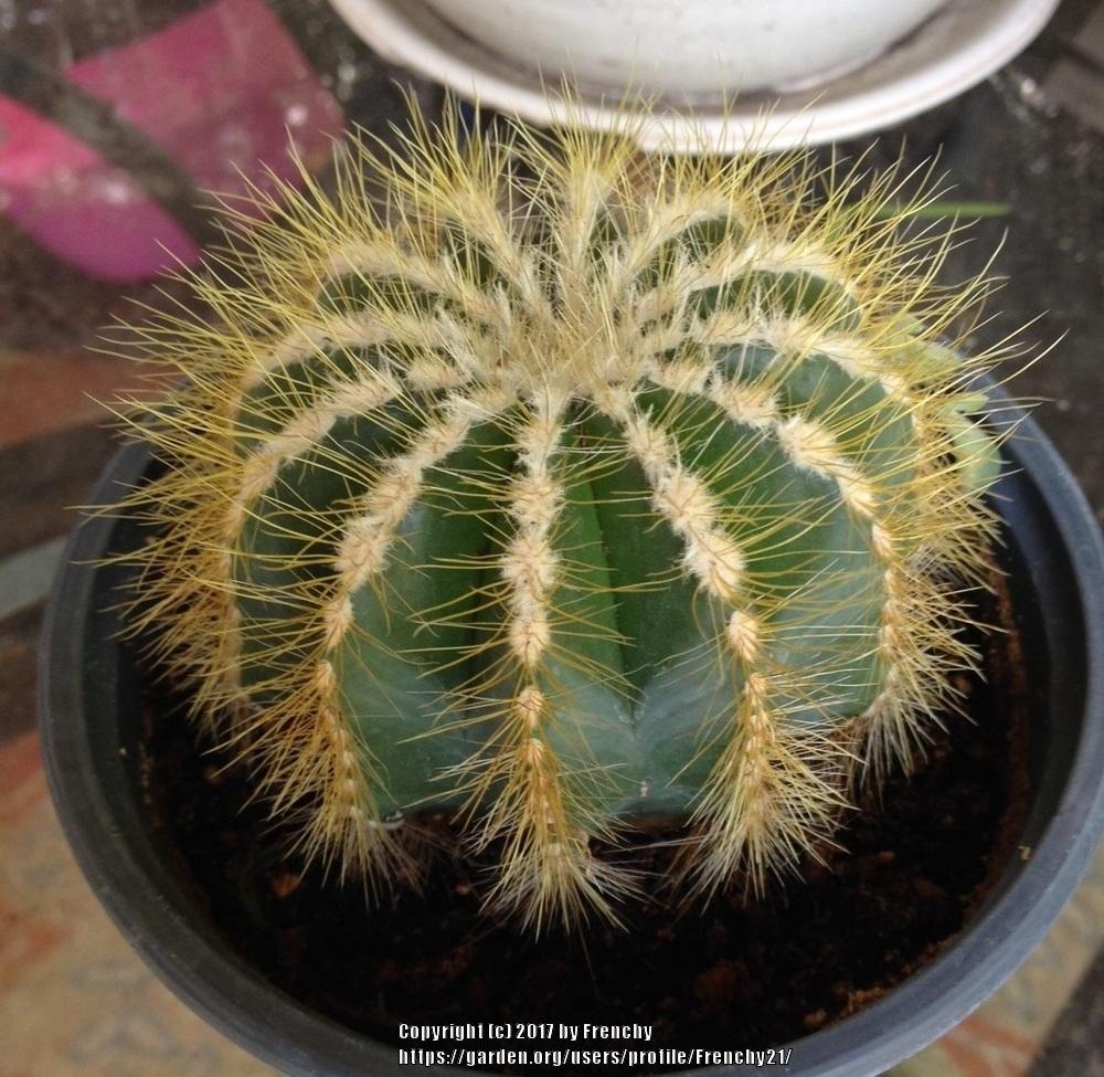 Photo of Ball Cactus (Parodia magnifica) uploaded by Frenchy21