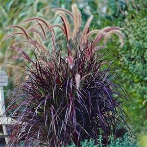 Photo of Purple Fountain Grass (Cenchrus setaceus 'Rubrum') uploaded by Lalambchop1